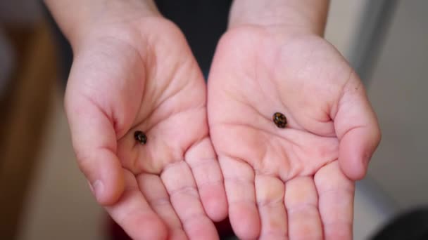 a gyermek a tenyerét kezében katicabogár. 4k rovar