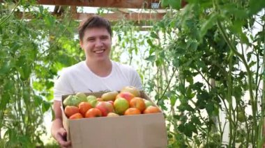 Bir çiftçi serada hasat ediyor. Çiftçinin elinde bir kutu organik sebze-domates var. Organik Çiftlik Gıda Hasat