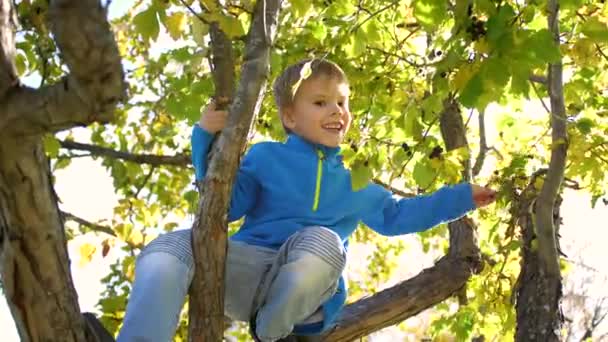 Ein Kind klettert auf einen Baum. Beeren pflücken. strahlend sonniger Tag — Stockvideo