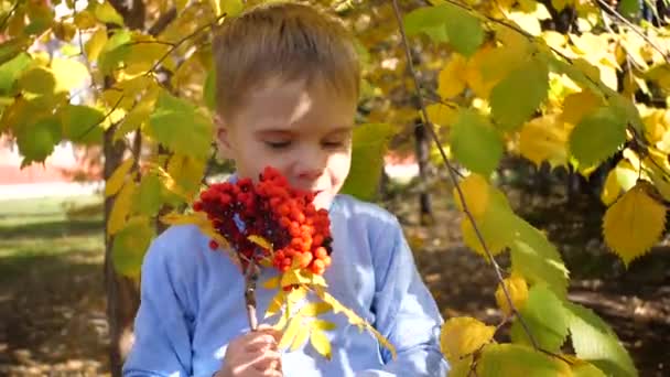 Ένα παιδί το φθινόπωρο παίζει και γελάει χαρούμενα, παίζει με κίτρινα φύλλα και μούρα Ρόουαν. Ηλιόλουστη φθινοπωρινή μέρα στο πάρκο — Αρχείο Βίντεο