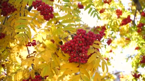 Los rayos del sol pasan a través de las hojas de otoño del árbol. Bayas de rowan — Vídeo de stock