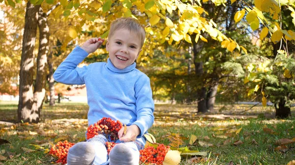 Un enfant dans le parc d'automne joue et rit joyeusement, il joue avec des feuilles jaunes et des baies de Rowan. Journée ensoleillée d'automne dans le parc. Divertissement extérieur Photo De Stock