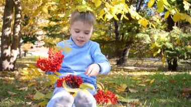 Sonbahar parkındaki bir çocuk neşeyle oynar ve güler, sarı yapraklar ve Rowan böğürtlenleriyle oynar. Parkta güneşli bir sonbahar günü. Açık hava eğlencesi