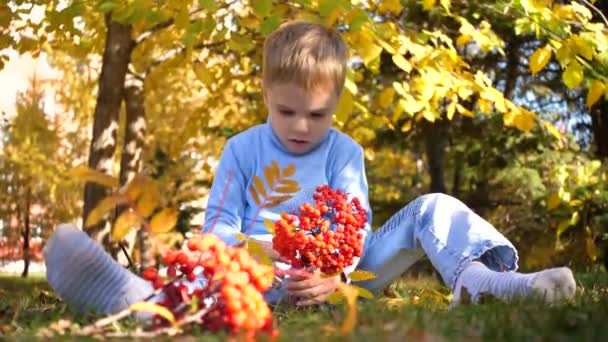 Uma criança no outono Park brinca e ri alegremente, ele brinca com folhas amarelas e bagas de Rowan. Dia ensolarado de outono no Parque. Entretenimento exterior — Vídeo de Stock