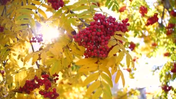Güneş ışınları ağacın sonbahar yapraklarından geçer. Rowan meyvesi. — Stok video