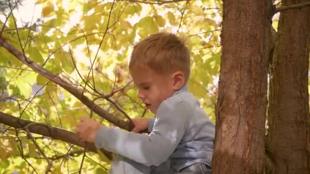 Dziecko wspięło się na drzewo. Bawi się jagodami i żółtymi liśćmi. Jasna jesień Słoneczny dzień. Zabawy na świeżym powietrzu — Wideo stockowe