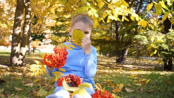 Un bambino nel parco autunnale gioca e ride allegramente, gioca con foglie gialle e bacche di Rowan. Soleggiata giornata autunnale nel Parco. Intrattenimento all'aperto — Foto Stock