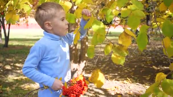 Een kind in het herfstpark speelt en lacht vrolijk, hij speelt met gele bladeren en Rowan bessen. Zonnige herfstdag in het park — Stockvideo