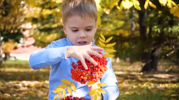 Un niño en el parque de otoño juega y ríe alegremente, juega con hojas amarillas y bayas de Rowan. Día soleado de otoño en el Parque. Entretenimiento exterior — Vídeos de Stock