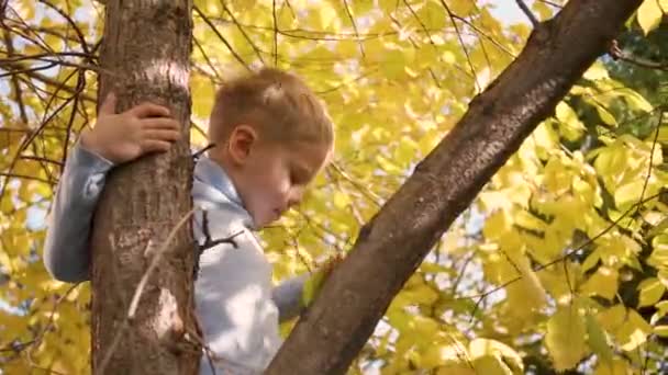 Το παιδί σκαρφάλωσε σε ένα δέντρο. Παίζει με μούρα και κίτρινα φύλλα. Φωτεινή φθινόπωρο Ηλιόλουστη μέρα. Εξωτερική ψυχαγωγία — Αρχείο Βίντεο