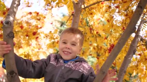 Το παιδί σκαρφάλωσε σε ένα δέντρο. Παίζει με τα μούρα Ρόουαν και τα κίτρινα φύλλα. Φωτεινή φθινόπωρο Ηλιόλουστη μέρα. Εξωτερική ψυχαγωγία — Αρχείο Βίντεο