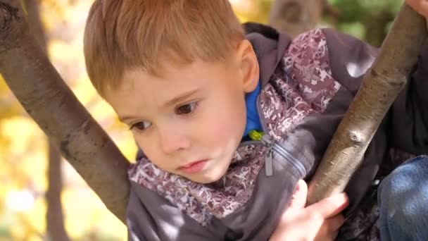 Het kind klom in een boom. Hij speelt met Rowan bessen en gele bladeren. Heldere herfst Zonnige dag. Outdoor entertainment — Stockvideo