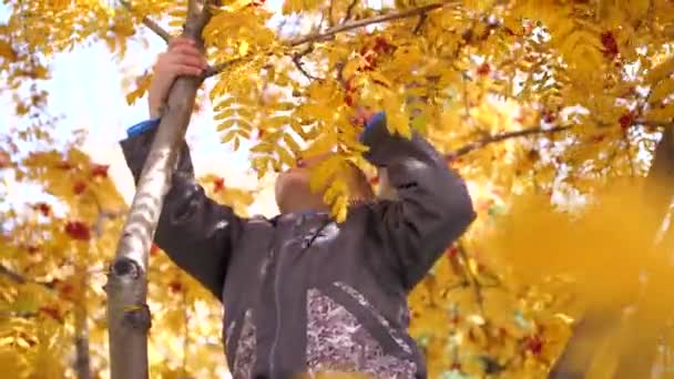 A criança subiu a uma árvore. Ele brinca com bagas Rowan e folhas amarelas. Outono brilhante Dia ensolarado. Entretenimento exterior — Vídeo de Stock