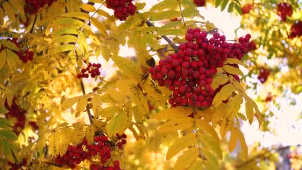 Los rayos del sol pasan a través de las hojas de otoño del árbol. Bayas de rowan — Vídeo de stock