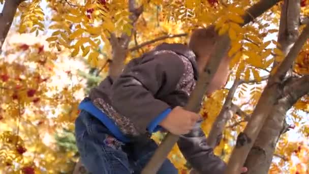 Das Kind kletterte auf einen Baum. Er spielt mit Vogelbeeren und gelben Blättern. strahlend sonniger Herbsttag. Unterhaltung im Freien — Stockvideo