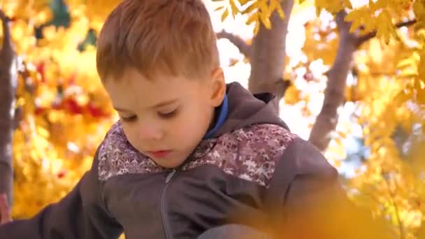 El niño trepó a un árbol. Juega con bayas Rowan y hojas amarillas. Otoño brillante Día soleado. Entretenimiento exterior — Vídeos de Stock