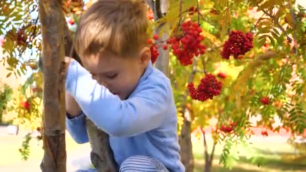Το παιδί σκαρφάλωσε σε ένα δέντρο. Παίζει με τα μούρα Ρόουαν και τα κίτρινα φύλλα. Φωτεινή φθινόπωρο Ηλιόλουστη μέρα. Εξωτερική ψυχαγωγία — Αρχείο Βίντεο