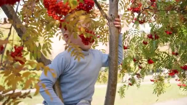 Ребёнок залез на дерево. Он играет с ягодами Роуэна и жёлтыми листьями. Светлый осенний солнечный день. Развлечения на природе — стоковое видео