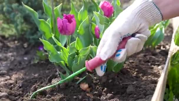 O jardineiro cuida da estufa flowers.Tending, molhando, plantando — Vídeo de Stock
