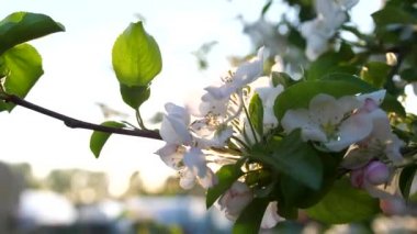 Çiçek açan elma ağacını kapat. Arıların cilt polenlemesi