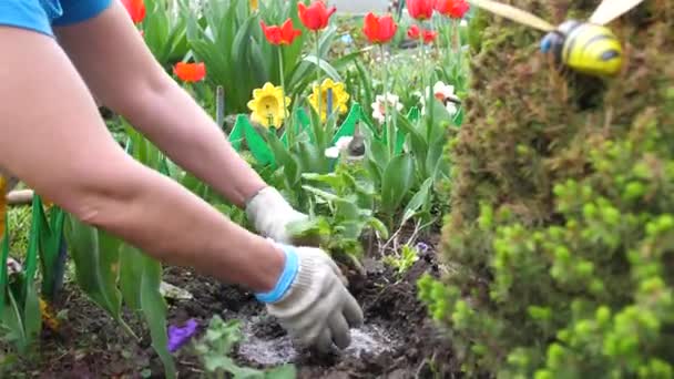 The gardener takes care of greenhouse flowers.Tending , watering, planting — Stock Video