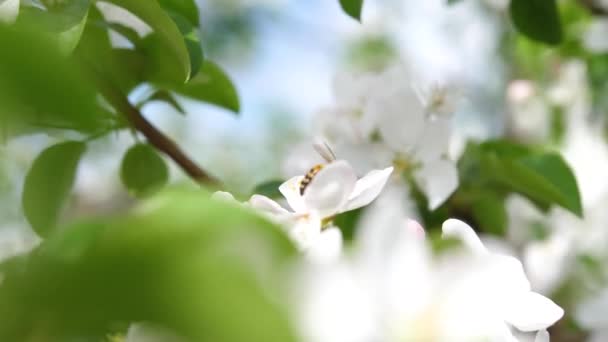 Manzano floreciente de cerca. Polinización de inflorescencias por abejas — Vídeos de Stock