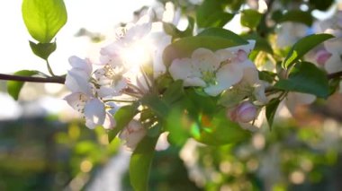 Çiçek açan elma ağacını kapat. Arıların cilt polenlemesi