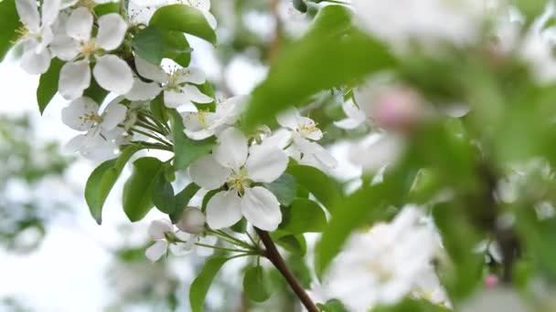 Kvetoucí jabloň zblízka. Opylování květů včelami — Stock video