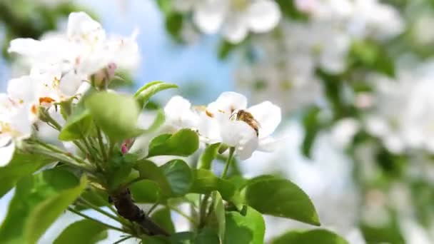 Bloeiende appelboom van dichtbij. Bestuiving van bloeiwijzen door bijen — Stockvideo