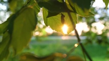 Güneş ışınları ağacın yeşil yapraklarından geçer. Akçaağaç yaprakları