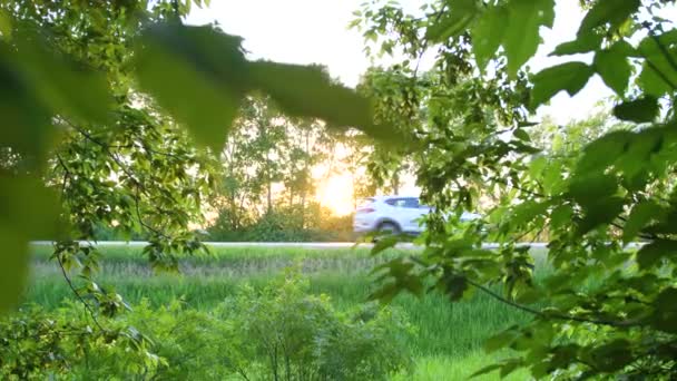 Solstrålarna passerar genom trädets gröna blad. Lönnlöv. Bilarna går på vägen i bakgrunden. — Stockvideo