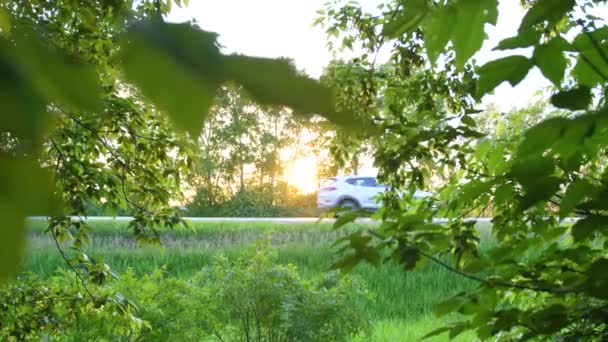 Les rayons du soleil traversent les feuilles vertes de l'arbre. Feuilles d'érable. Les voitures vont sur la route en arrière-plan.