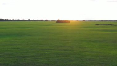 Drone tarlanın üzerinde uçuyor. Buğdayın yeşil tarlası. Yukarıdan bak. FHD