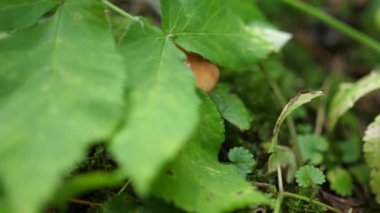 Ormanda mantar topluyor. Toplantı.