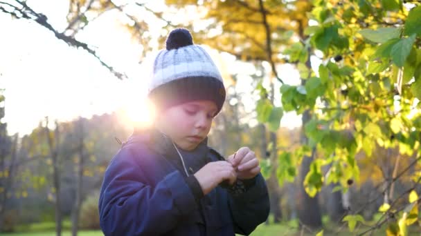 Un niño en el parque de otoño juega y ríe alegremente, juega con hojas amarillas y bayas de Rowan. Día soleado de otoño en el Parque — Vídeo de stock