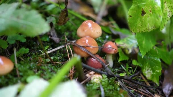 Colheita de cogumelos na floresta. A reunião — Vídeo de Stock