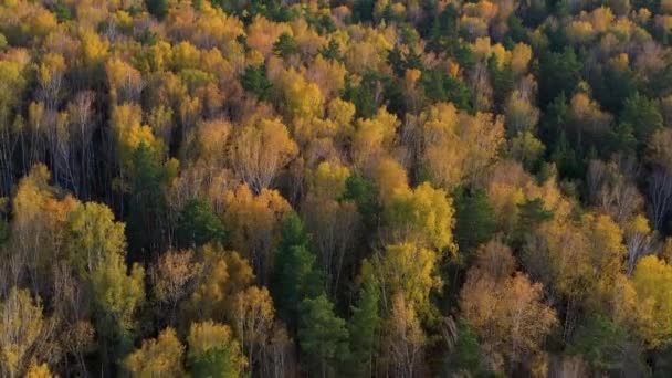 İnsansız hava aracı sonbahar ormanında uçuyor. Rüzgar ağaçların taçlarını hareket ettiriyor. — Stok video