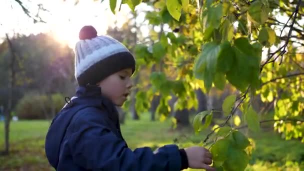 A child in the autumn Park plays and laughs merrily, he plays with yellow leaves and Rowan berries. Sunny autumn day in the Park — Stock Video