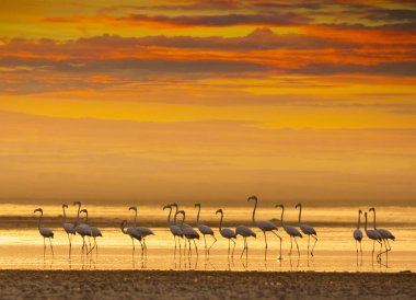 Gün batımında Flamingos bir lagün içinde 