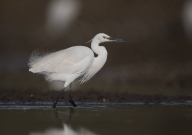 Bir havuzda küçük ak balıkçıl 