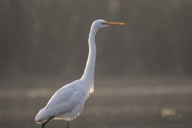 Büyük beyaz ak balıkçıl (Ardea alba)