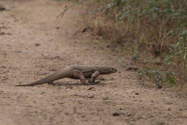 Yolun kapısı monitör kertenkele