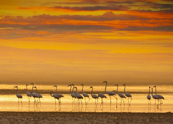 Flamingos Pôr Sol Uma Lagoa — Fotografia de Stock