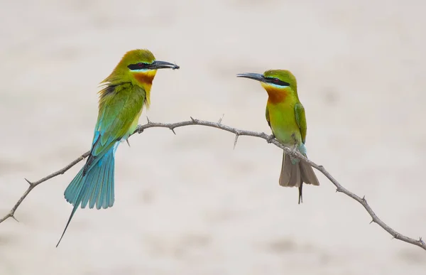 Comedor Abelhas Cauda Azul — Fotografia de Stock