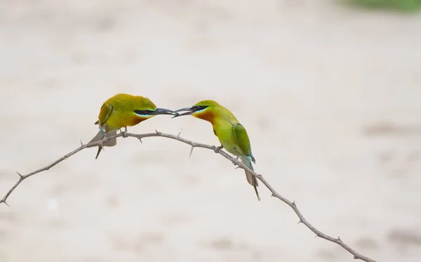 Blauwe Staart Bee Eater Voeding — Stockfoto