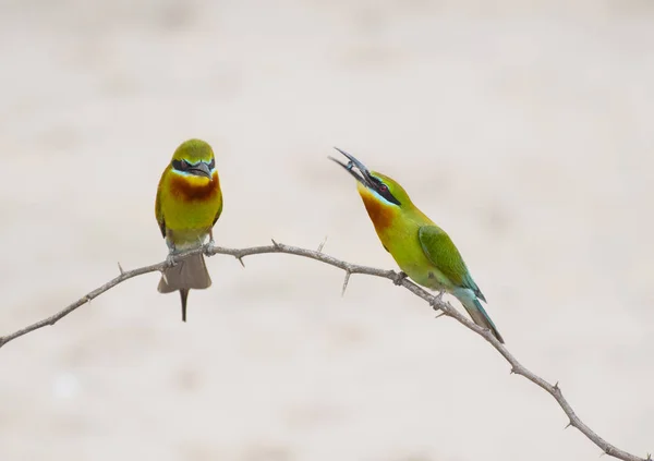 Comedor Abelhas Cauda Azul — Fotografia de Stock