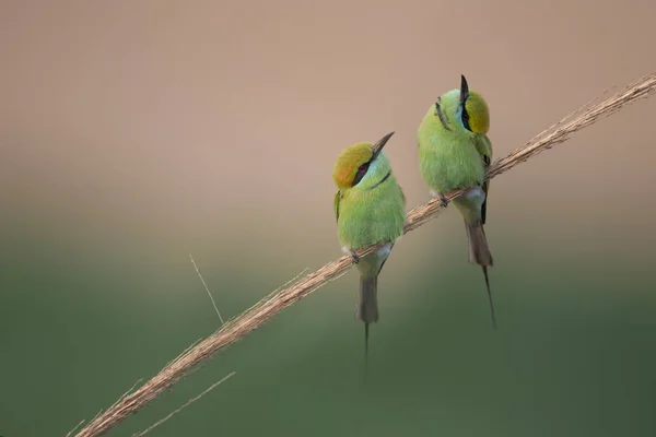 Little Green Bee Eater — Stock Photo, Image