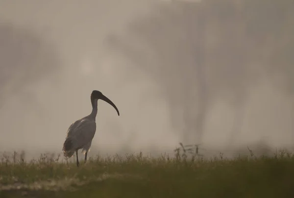 Ibis Cabeza Negra Amanecer Humedal — Foto de Stock