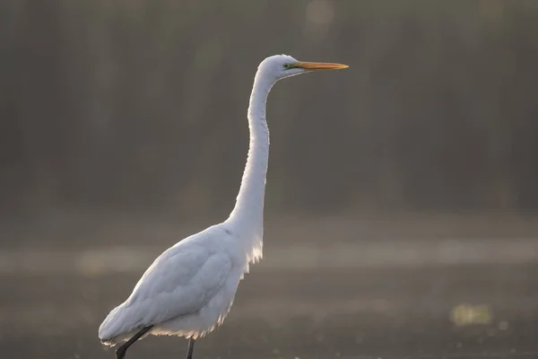 Grande Egret Branco Ardea Alba — Fotografia de Stock