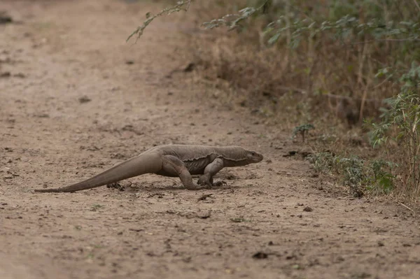 Yolun kapısı monitör kertenkele